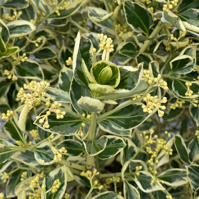 Euonymus - Silver King - 2 gallon - Hicks Nurseries