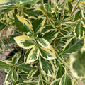 Euonymus - Silver King - 3 gallon - Hicks Nurseries