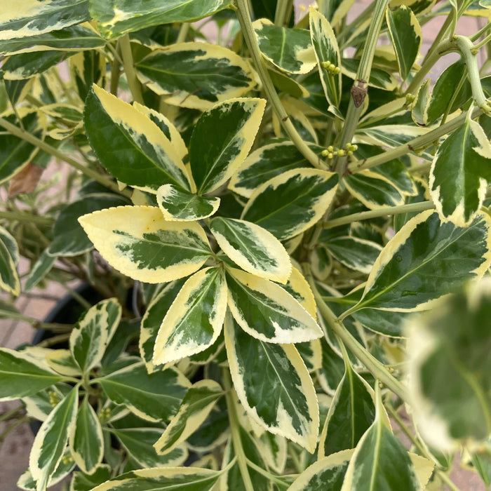 Euonymus - Silver King - 3 gallon - Hicks Nurseries
