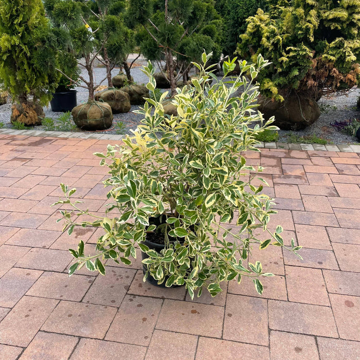 Euonymus - Silver King - 3 gallon - Hicks Nurseries