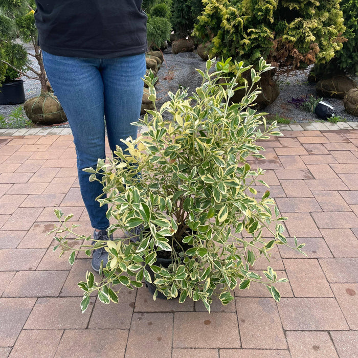 Euonymus - Silver King - 3 gallon - Hicks Nurseries