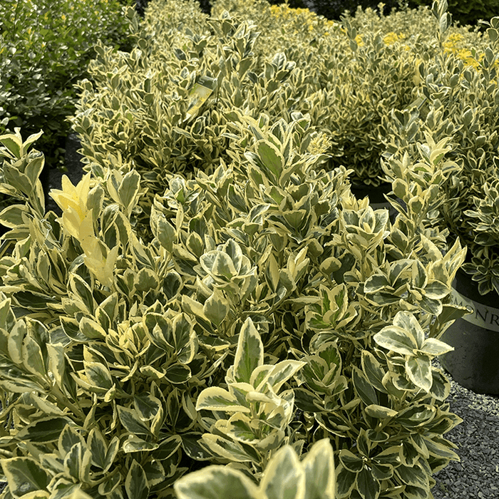 Euonymus - Silver King - 5 gallon - Hicks Nurseries