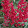 False Spirea - Fanal - 1 gallon - Hicks Nurseries