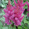False Spirea - Visions - 2 gallon - Hicks Nurseries