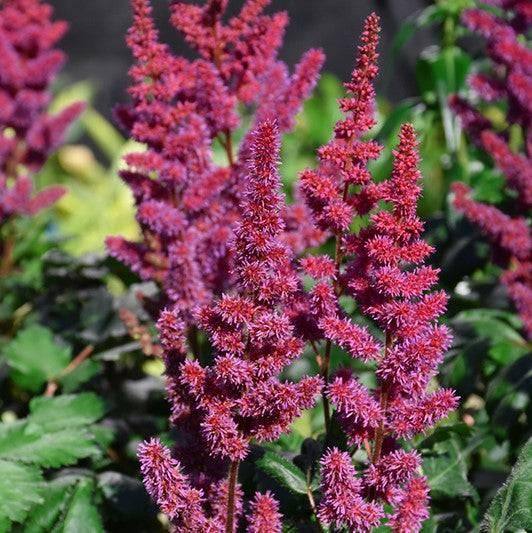 False Spirea - Visions Red - 2 gallon - Hicks Nurseries