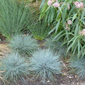 Fescue - Cool As Ice - 1 gallon - Hicks Nurseries