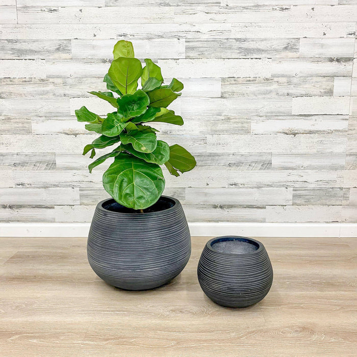 Fiberclay Belly Planter - Black - 18-inch - Hicks Nurseries