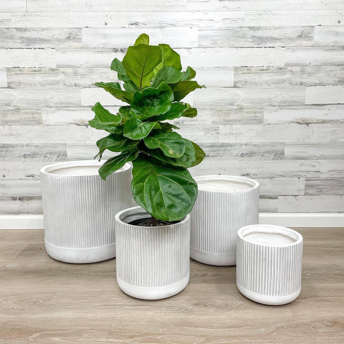 Fiberclay Ribbed Cylinder - White - 12-inch - Hicks Nurseries