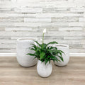 Fiberclay Striped Planter -  White - 9-inch - Hicks Nurseries