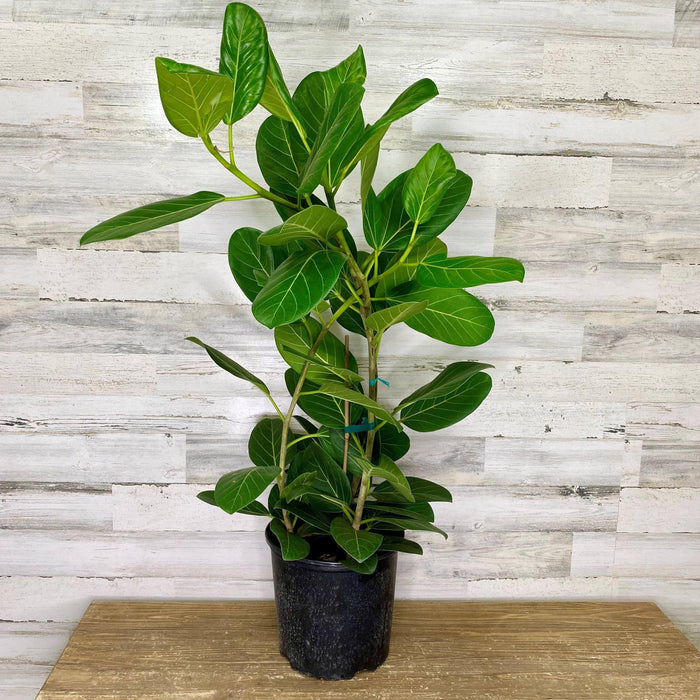 Ficus - Audrey - 10-inch - Hicks Nurseries
