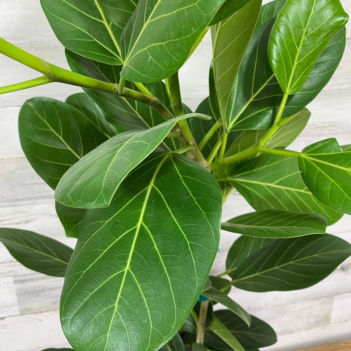 Ficus - Audrey - 10-inch - Hicks Nurseries