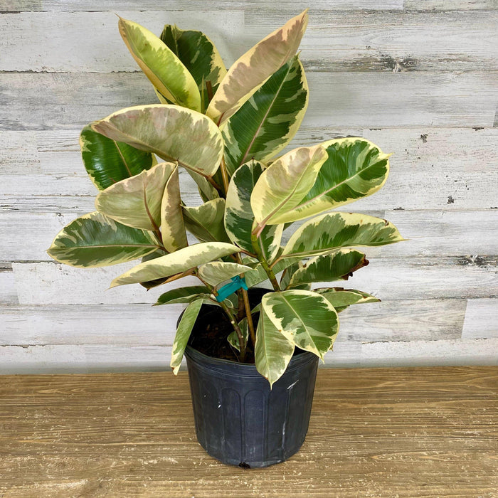 Ficus - Tineke - 10-inch - Hicks Nurseries