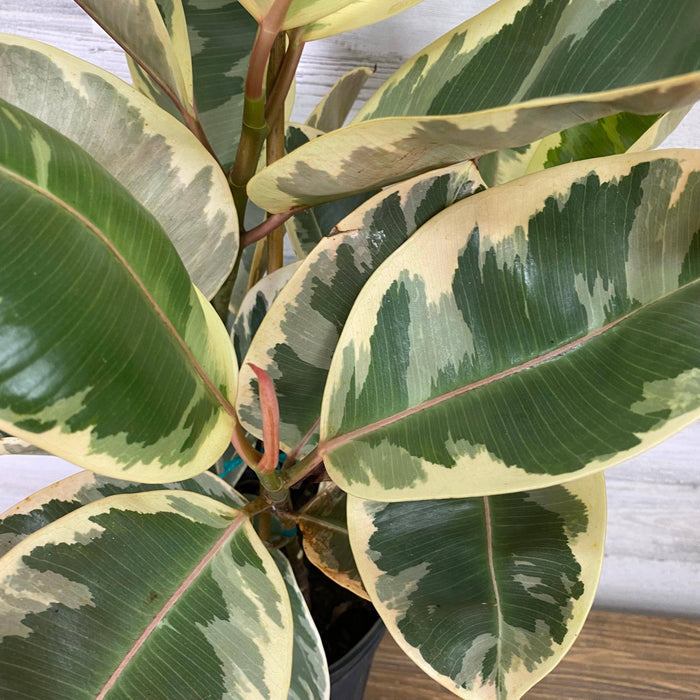 Ficus - Tineke - 10-inch - Hicks Nurseries