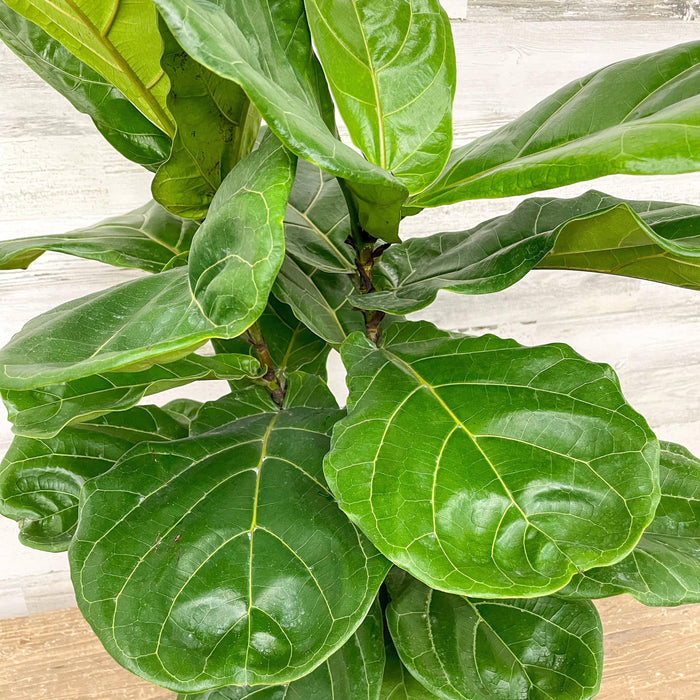 Fiddle Leaf Fig - Bush - 10-inch Pot - Hicks Nurseries