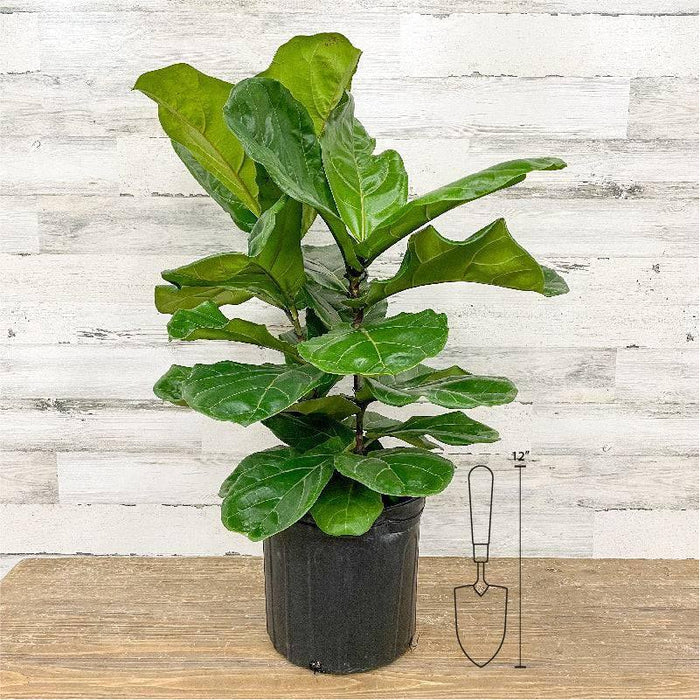 Fiddle Leaf Fig - Bush - 10-inch Pot - Hicks Nurseries