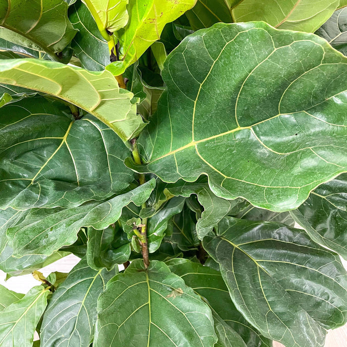 Fiddle Leaf Fig - Bush - 14-inch Pot - Hicks Nurseries