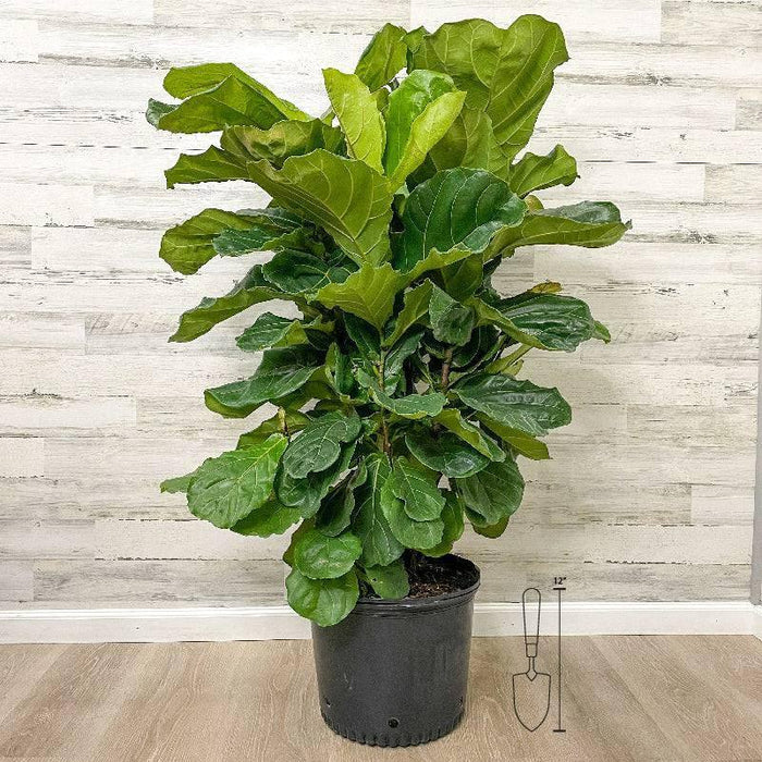 Fiddle Leaf Fig - Bush - 14-inch Pot - Hicks Nurseries