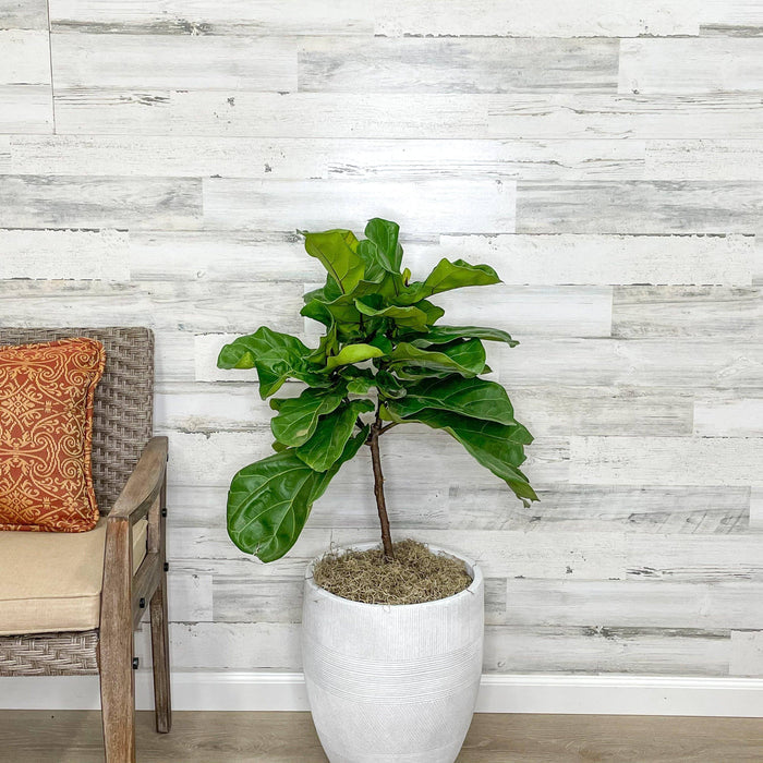 Fiddle Leaf Fig - Tree - 10-inch Pot - Hicks Nurseries