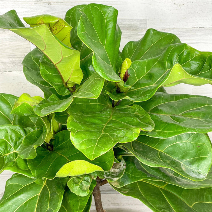 Fiddle Leaf Fig - Tree - 10-inch Pot - Hicks Nurseries