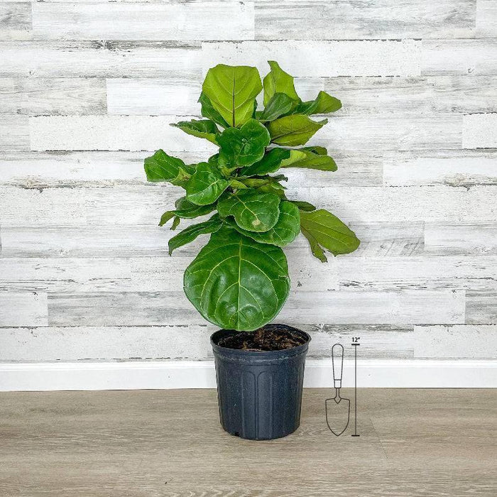 Fiddle Leaf Fig - Tree - 10-inch Pot - Hicks Nurseries