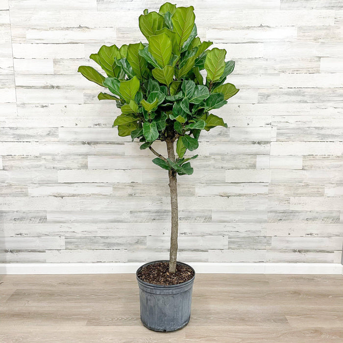 Fiddle Leaf Fig - Tree - 14-inch Pot - Hicks Nurseries