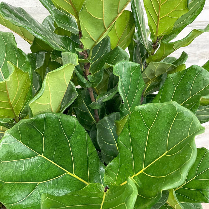 Fiddle Leaf Fig - Tree - 14-inch Pot - Hicks Nurseries