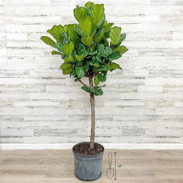 Fiddle Leaf Fig - Tree - 14-inch Pot - Hicks Nurseries