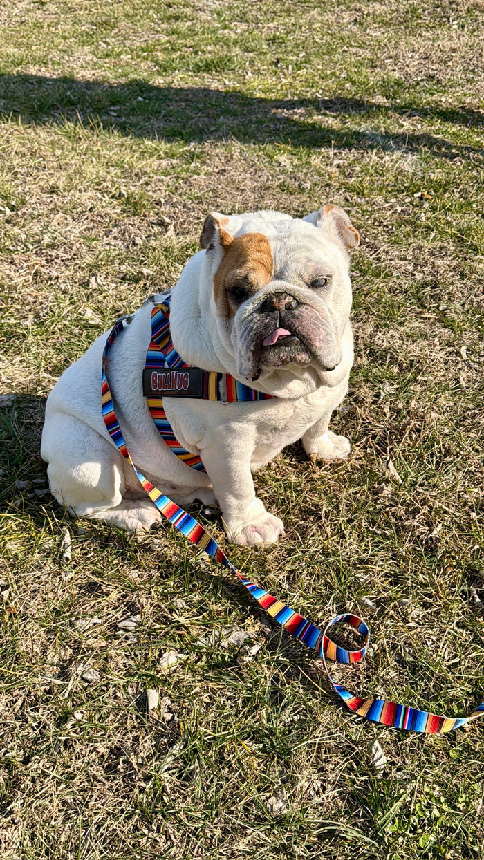 Fiesta BullHug Dog Harness & Leash Combo