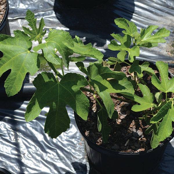 The Pickup & Local Delivery Only Fig - Chicago Hardy - 5 Gallon features large, deeply lobed green leaves in a black container—this self-pollinating variety thrives in colder climates.