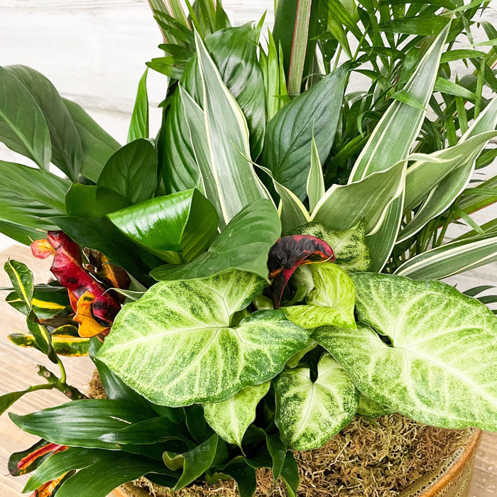 Foliage Dish Garden - Assorted - 12-inch - Ceramic Pot - Hicks Nurseries