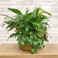 Foliage Dish Garden - Assorted - 14-inch - Ceramic Pot - Hicks Nurseries