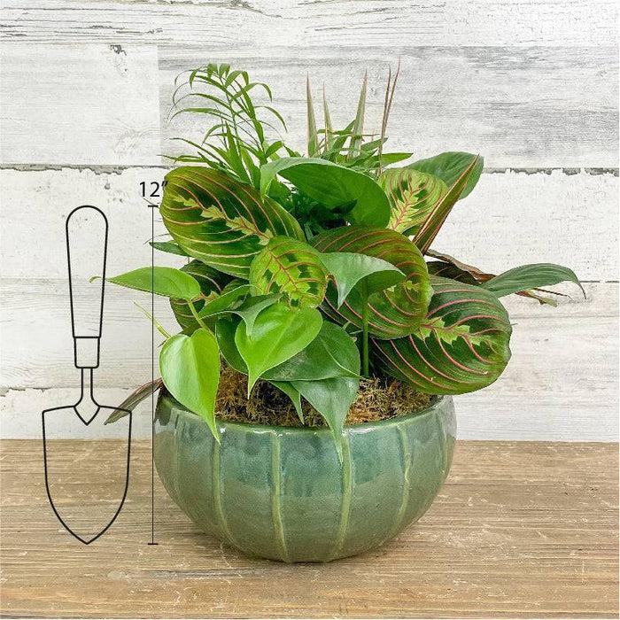 Foliage Dish Garden - Assorted - 8 inch - Ceramic Pot - Hicks Nurseries