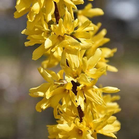 Forsythia - Lynwood Gold - Balled and Burlapped - Hicks Nurseries