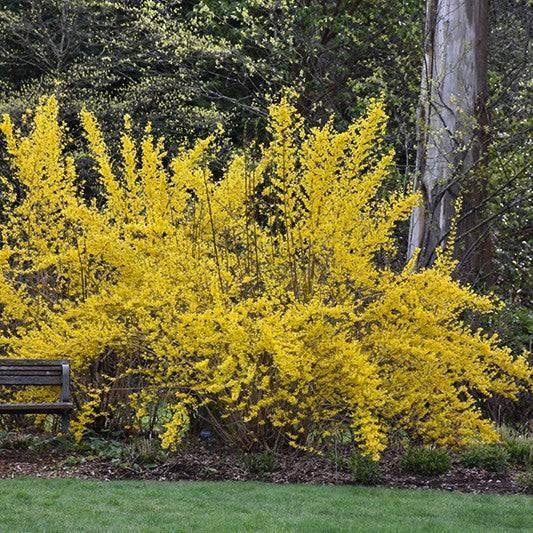 Forsythia - Lynwood Gold - Balled and Burlapped - Hicks Nurseries