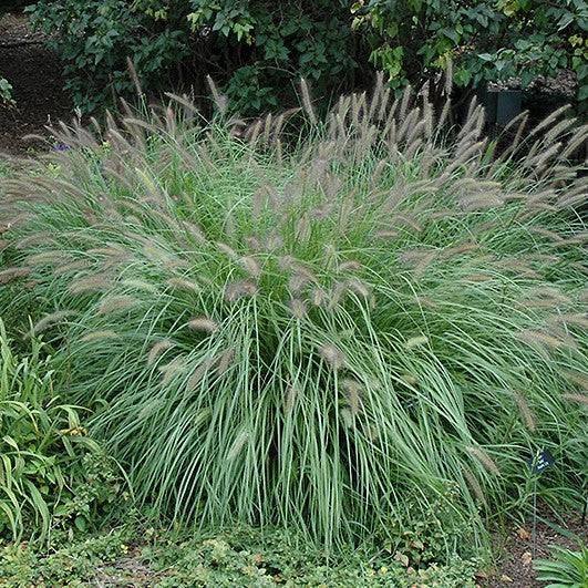 Fountain Grass - Alopec - 3 gallon - Hicks Nurseries