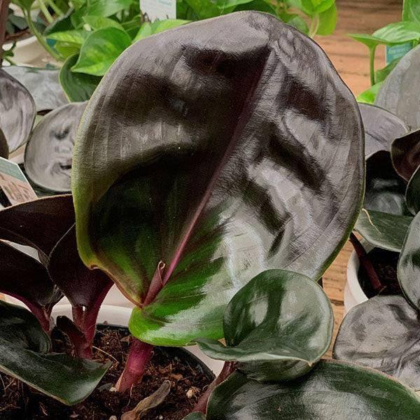 Geogenanthus cilatus - Geo Plant - 6-inch pot - Hicks Nurseries