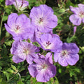 Geranium - Rozanne - 1 gallon - Hicks Nurseries