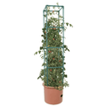 Heavy Duty Tomato Barrel w/ Tower - 4ft - Hicks Nurseries