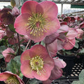 Close-up of Hellebore Pennys Pink (1 gallon) from Pickup & Local Delivery Only, featuring mauve-pink blooms with yellow stamens and green leaves, set among potted perennials in a greenhouse.
