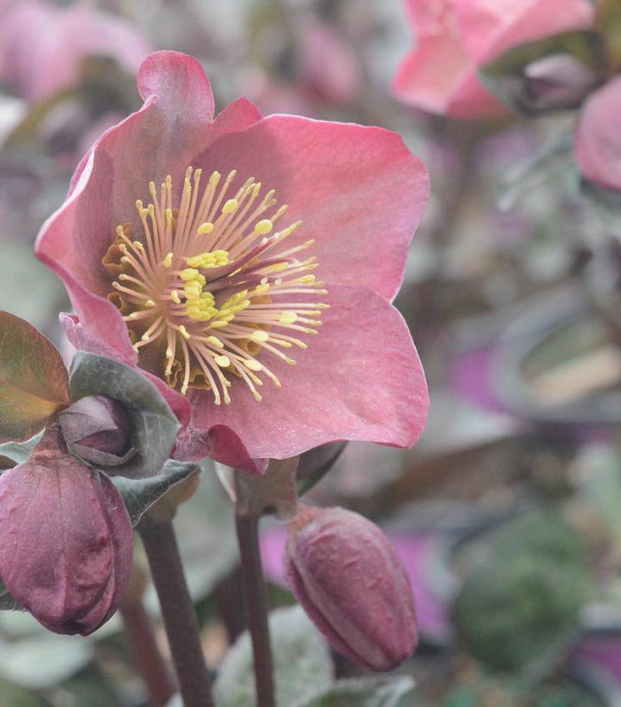 Close-up of Hellebore Pennys Pink (1 gallon) by Pickup & Local Delivery Only, showing mauve-pink blooms with yellow stamens, greenish-purple foliage, and buds against a softly blurred background.