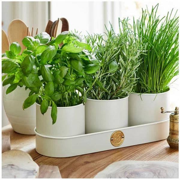 Herb Pots - Sophie Conran - Buttermilk - Hicks Nurseries
