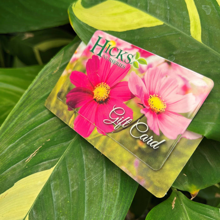 A Hicks Nurseries Gift Card, featuring two pink flowers on green leaves, waits for a garden center visit. Enjoy free shipping or pickup.