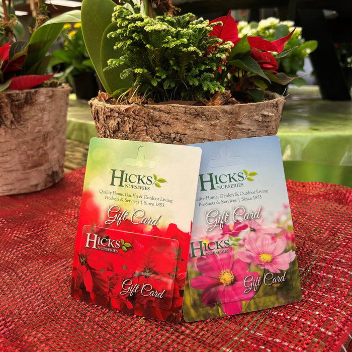 Two elegantly displayed floral-design Hicks Nurseries Gift Cards sit on a red textured surface, capturing the garden centers essence. In front of them, potted plants with vibrant green leaves and red flowers are arranged in rustic bark containers.
