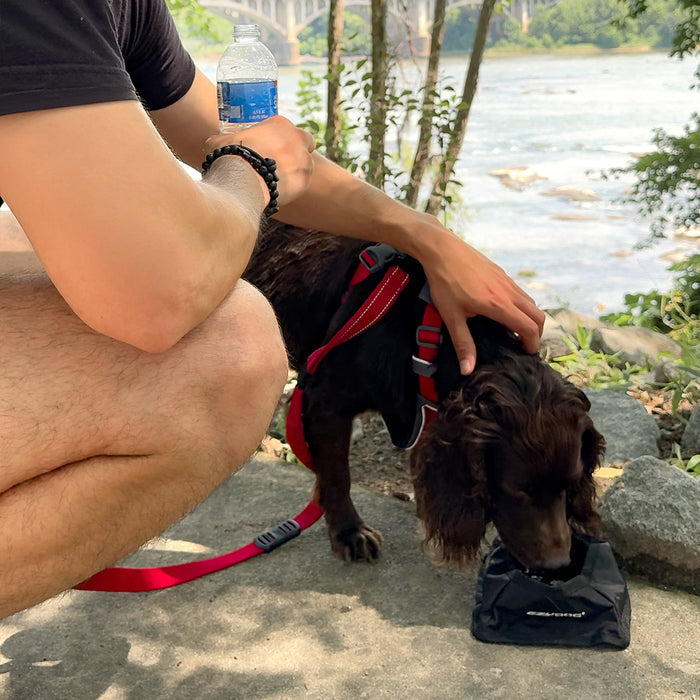 A person crouches outdoors by a river while holding a brown dog wearing a red harness and leash, with the dog drinking from a black pouch on the ground.
