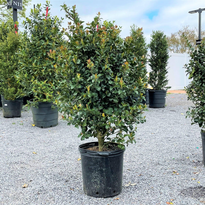 Holly - Blue Maid - 5 gallon - Hicks Nurseries