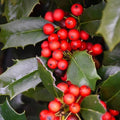 Holly - Nellie R. Stevens - 15 gallon - Hicks Nurseries