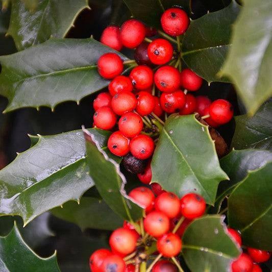 Holly - Nellie R. Stevens - 15 gallon - Hicks Nurseries