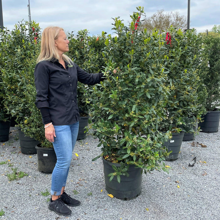 Holly - Nellie R. Stevens - 15 gallon - Hicks Nurseries