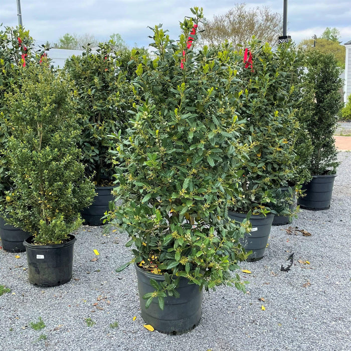 Holly - Nellie R. Stevens - 15 gallon - Hicks Nurseries