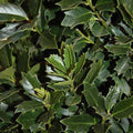 Holly - Oakland™ - 15 gallon - Hicks Nurseries